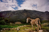 Pérou Cordillère Blanche Cuzco