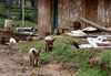 11/petits_cochons.jpg